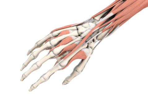 Digital medical illustration: Human hand with bones, muscles and ligaments. Also available in X-ray view.