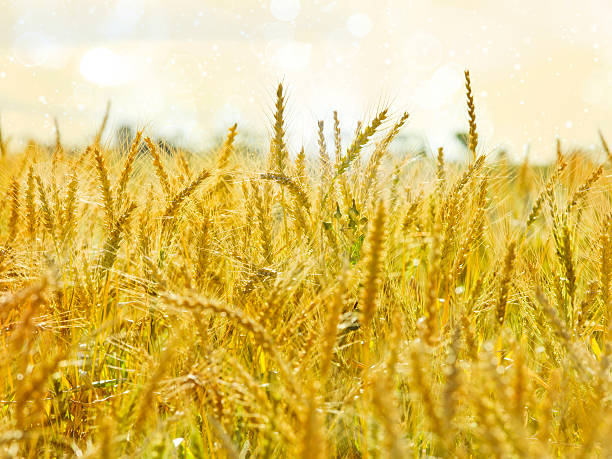istock Golden wheat ready for harvest 136199484