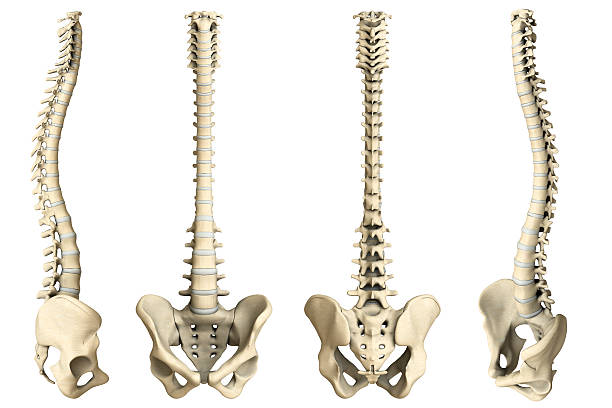 Human spine-4 views stock photo