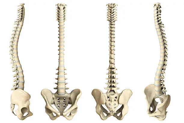 Photo of Human spine-4 views
