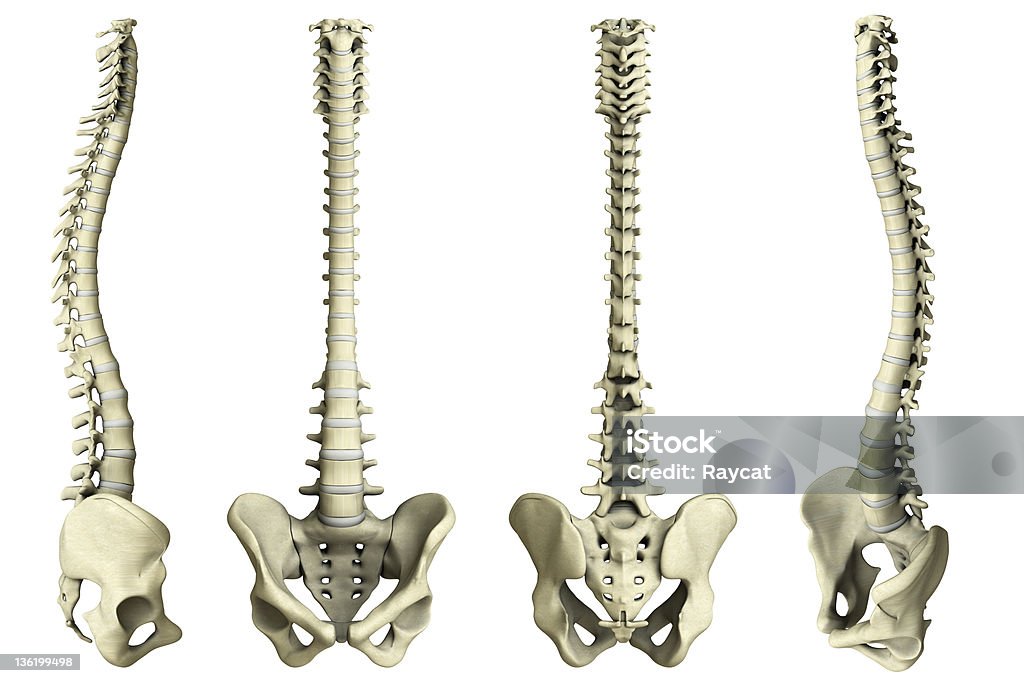 Хребет человека - 4 видами - Стоковые фото Хребет - часть тела роялти-фри