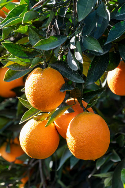 istock Close-up of ripe orange fruits on tree branches 1361995662