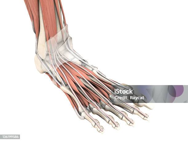 Piede Umano - Fotografie stock e altre immagini di Struttura muscolare del torso - Struttura muscolare del torso, Caviglia, Anatomia umana