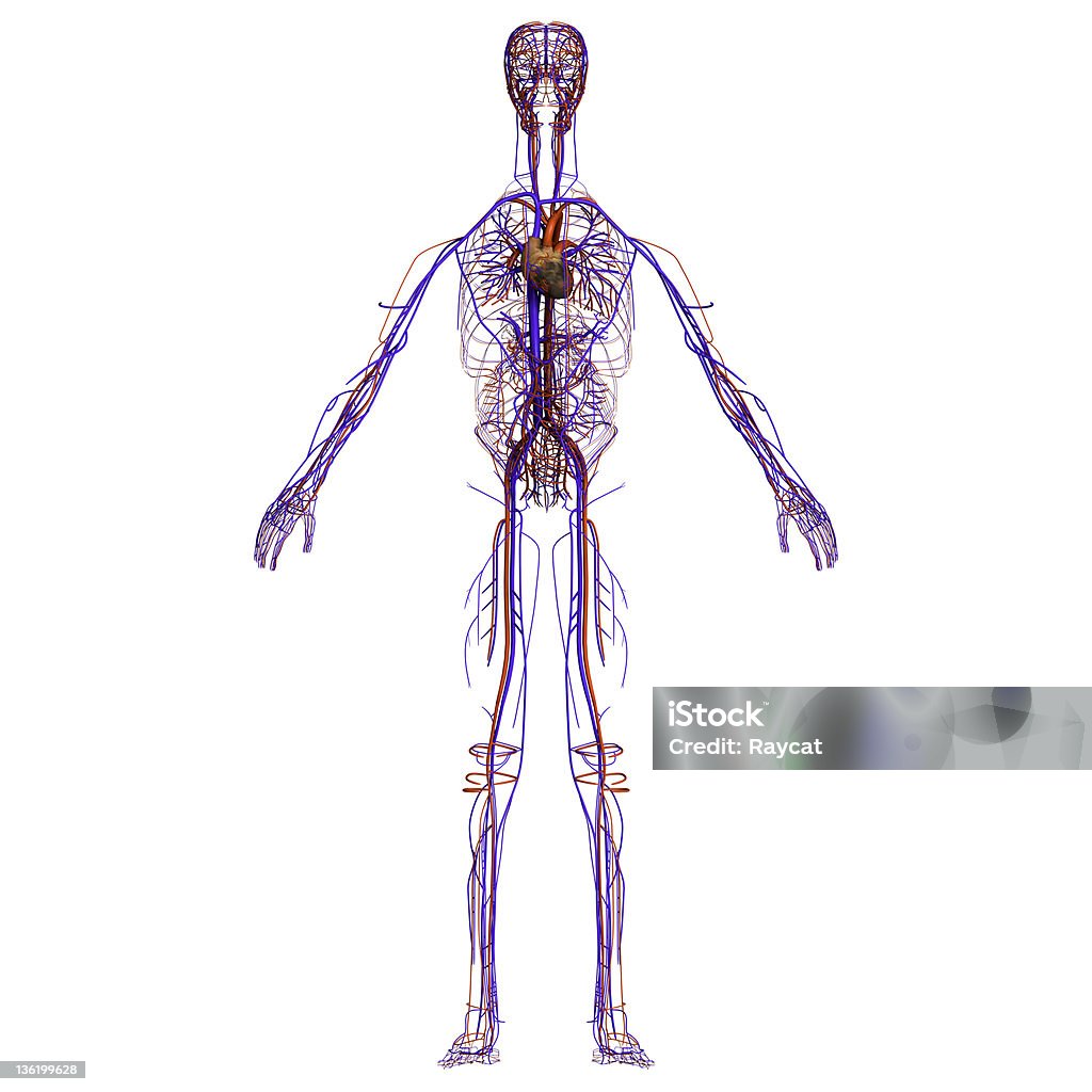 Cardiovascular system Digital medical illustration: Human cardiovascular system, heart included. Very detailed. Cardiovascular System Stock Photo