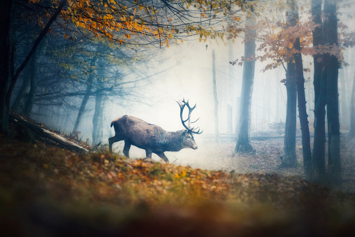 beautiful old deer walking in autumn forest.