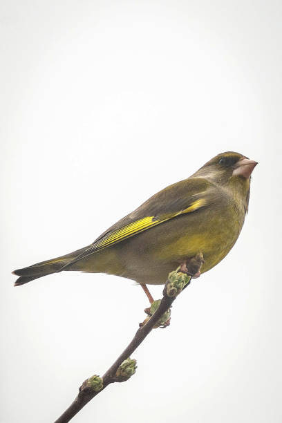 Greenfinch (Chloris chloris)