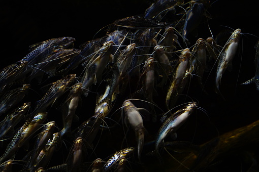Reflective Fish Tank Reflective Fish Stock Photo - Download Image Now - Animals In Captivity ...
