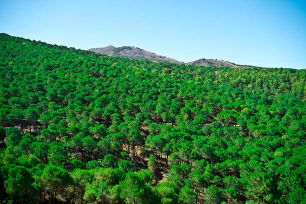 mount of green pines in summer, full of green color