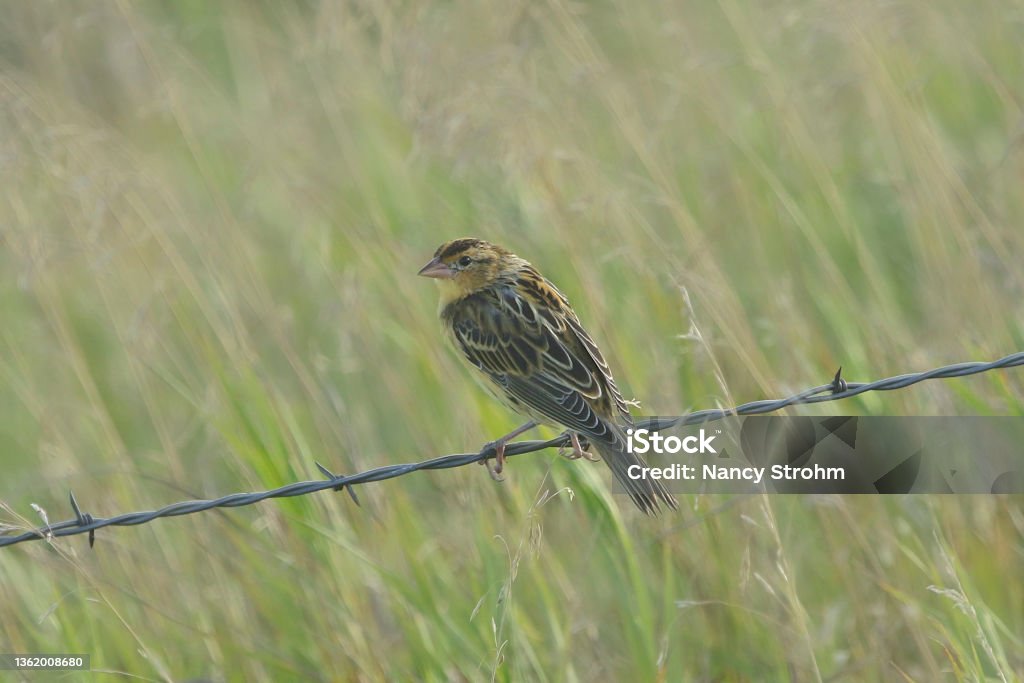 LeConte's Sparrow (ammodramus leconteii) perched on a strand of barbed wire Sparrow Stock Photo
