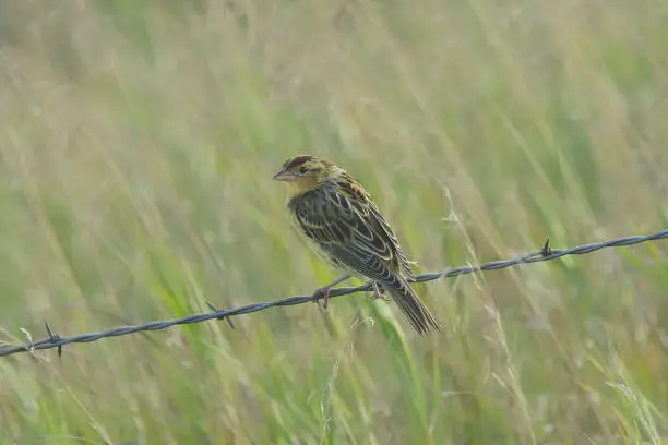 Photo of LeConte's Sparrow (ammodramus leconteii) perched on a strand of barbed wire