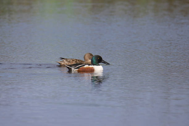 istock Pair of Northern Shovelers (spatula clypeata) 1362008730