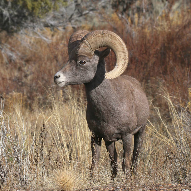 rocky mountain big horn sheep (ram) (canadense ovis) - rocky mountain sheep - fotografias e filmes do acervo