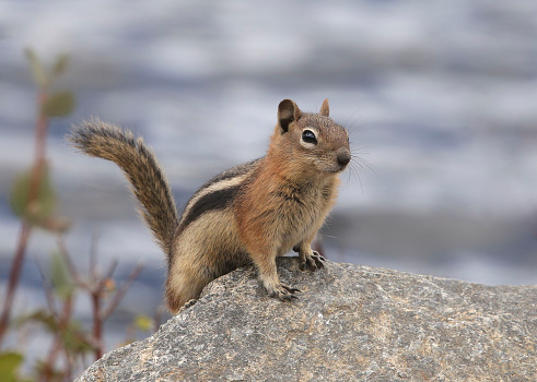 Golden-mantled Ground Squirrel (callospermophilus lateralis) poised a a big rock