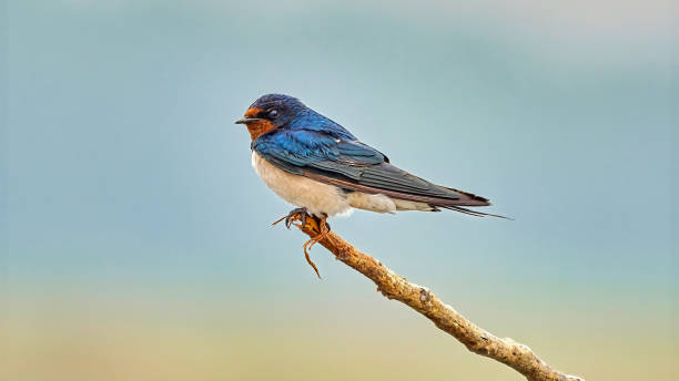 Barn Swallow Barn Swallow barn swallow stock pictures, royalty-free photos & images