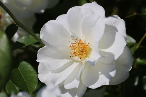 istock Full blooming rose flower 