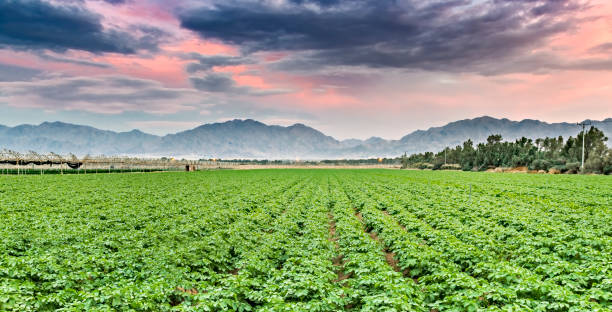 istock Field with young potato plants and system of irrigation. 1362014688