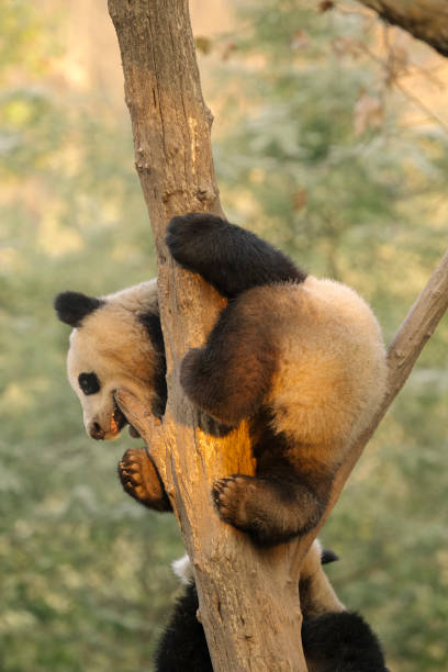 istock Chengdu Giant Panda in the morning 1362014841