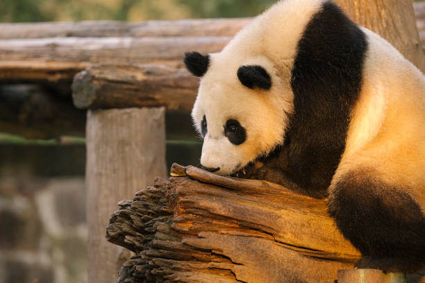 istock Chengdu Giant Panda in the morning 1362014854