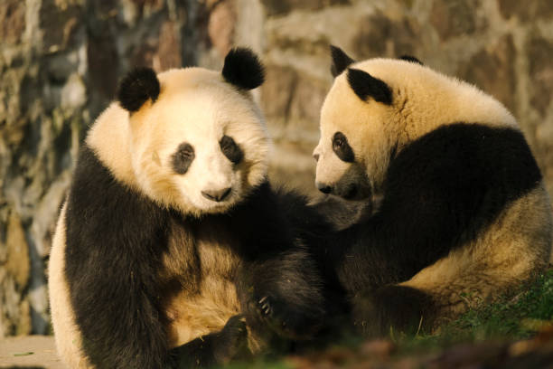 istock Early morning feeding giant pandas in Chengdu 1362014867