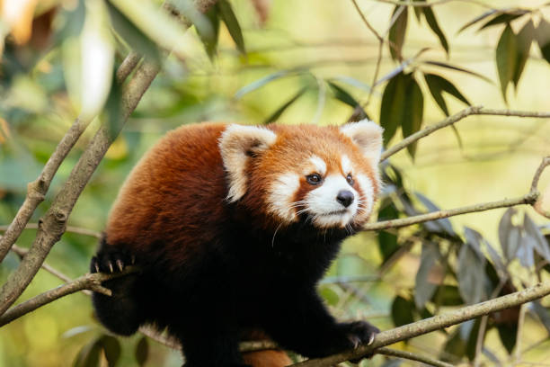 istock Red Chengdu Giant Panda 1362015415