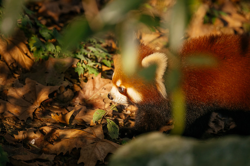 Red Chengdu Giant Panda