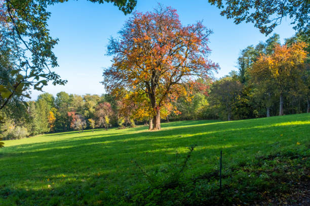 istock A large oak tree with autumn foliage in a meadow 1362016131