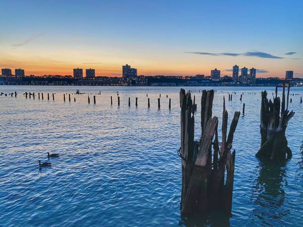 istock Ducks Swimming at Sunset on the Hudson 1362016162