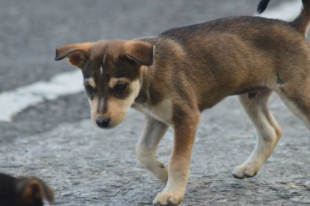 istock Cute puppy on the road pet 1362016165