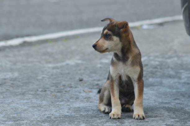 istock Cute puppy on the road pet 1362016177