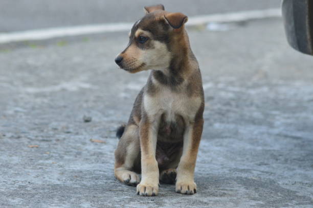istock Close up Cute puppy on the road pet 1362016178