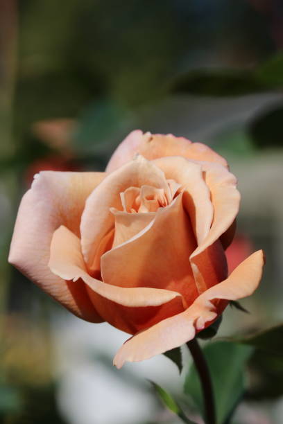 istock Hybrid tea rose 