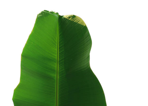 istock Green banana leaf isolated on white background with selective focus 1362016903