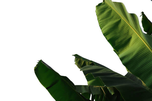 istock Green banana leaf isolated on white background with selective focus 1362017423