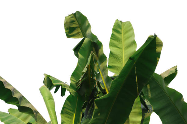 istock Green banana leaf isolated on white background with selective focus 1362017424
