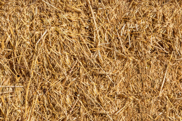 istock A bale of dry straw as a natural background. 1362018209