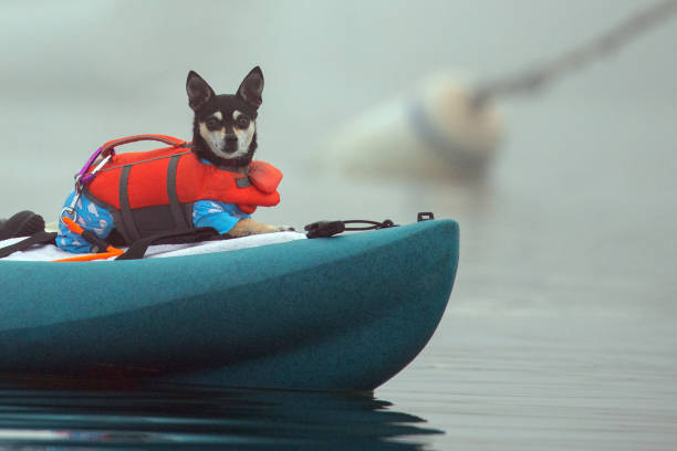 Kayaking Dog Pet Paddling Canoe Kayak' Sticker