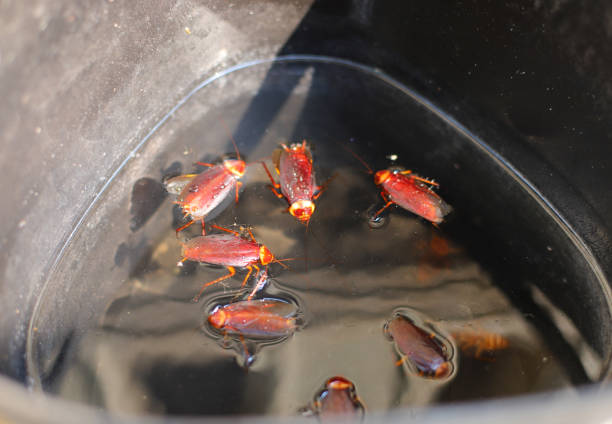 istock Dead cockroach floating on water in the old bucket with selective focus 1362020417