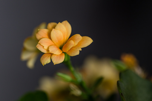 Kalanchoe plant with spotty orange flowers, Kalanchoe blossfeldiana