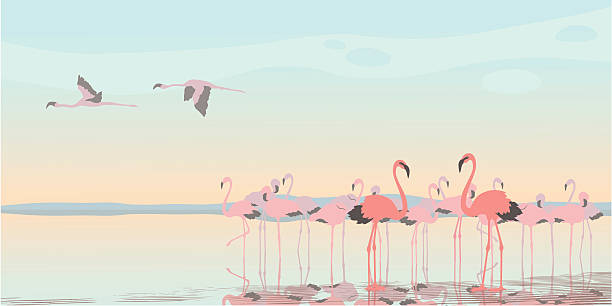 Pink Flamingos vector art illustration