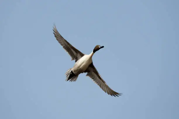 Pintail or Northern Pintail in flight, Anas acuta, Solapur, Maharashtra, india