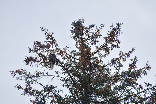 The eagles of Valdez, Alaska can be seen in trees and alongside the river banks. On this day in fall, the golden Eagle was a stunning sight to see.