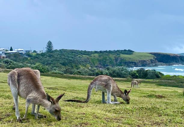 istock Grazing Kangaroos on Ocean Headland 1362025595