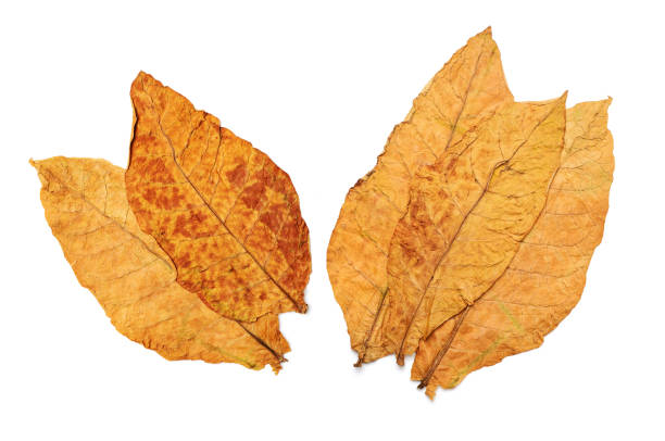 istock dry leaf tobacco 1362027379