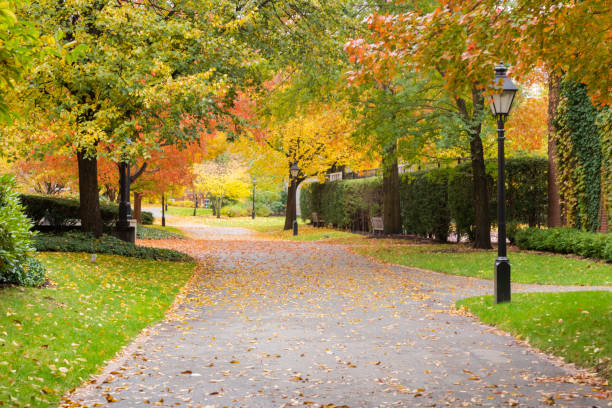 An autumn morning on a college campus An autumn morning with freshly fallen leaves and trees with visible foliage on a path at a college campus cambridge massachusetts stock pictures, royalty-free photos & images