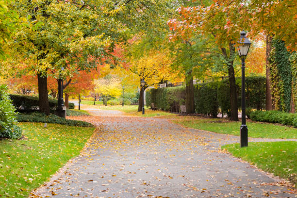 jesienny poranek na kampusie uniwersyteckim - boston massachusetts new england tree zdjęcia i obrazy z banku zdjęć