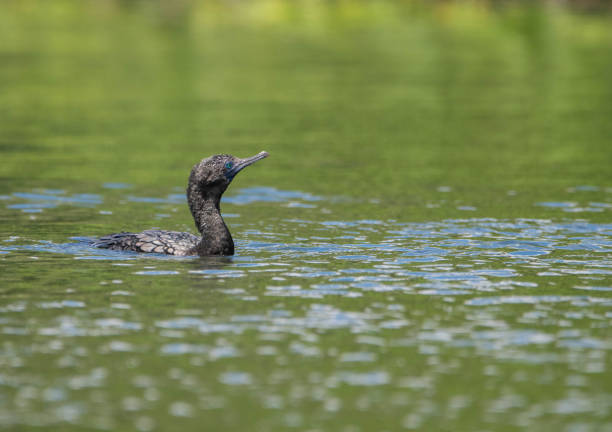 istock little black cormorant 1362031511
