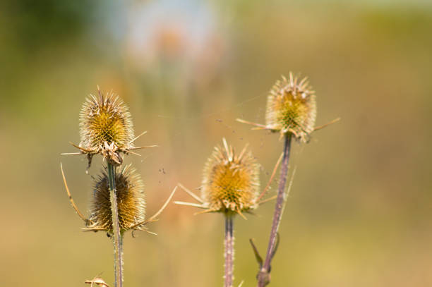 istock Green wild teasel seeds closeup view with warm green blurred background 1362032501