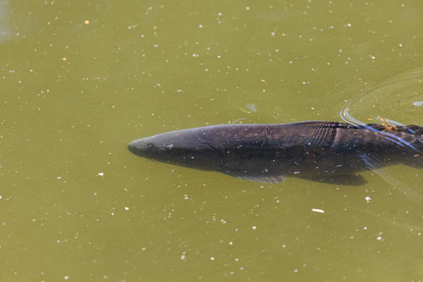 istock Fish swimming in a lake in park 1362033343