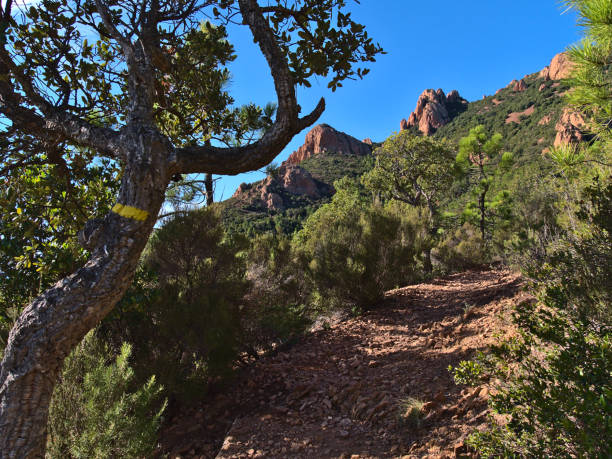 Hiking path at Cap Roux near Saint-Raphael, French, Riviera, France on the mediterranean coast with trail marking on cork oak tree and red rocks on sunny day in autumn season. stock photo