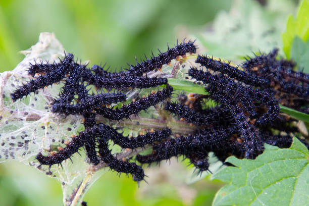 istock Freshly hatched caterpillars of a peacock butterfly, also called Aglais io 1362035777